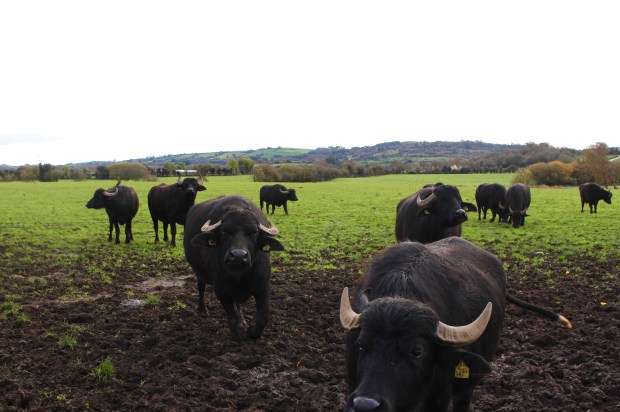 Buffalos outside in the field