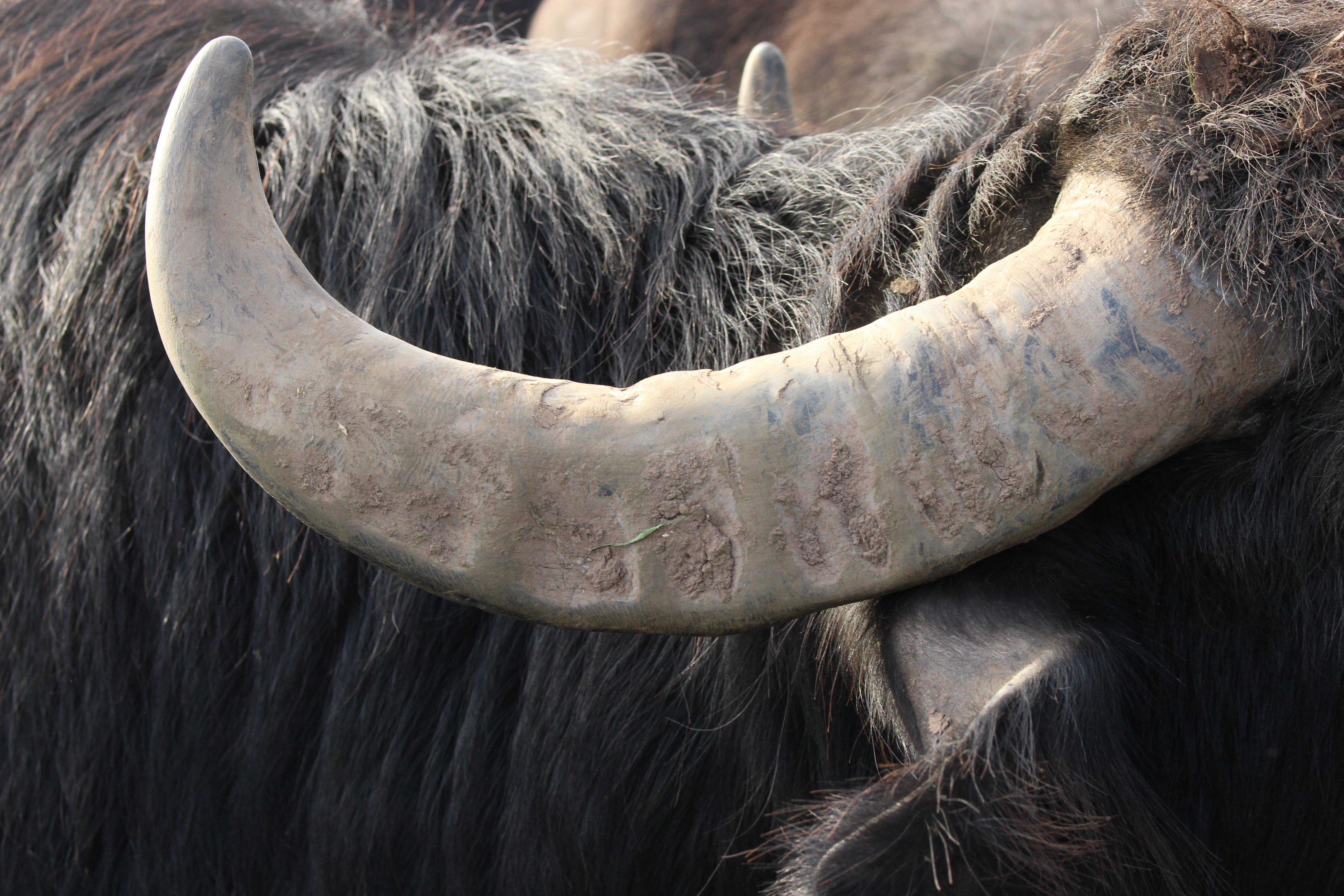 A Buffalo Horn