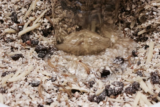 adding the lard to the birdfood mix